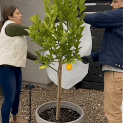 Protection des plantes contre la pluie et le gel