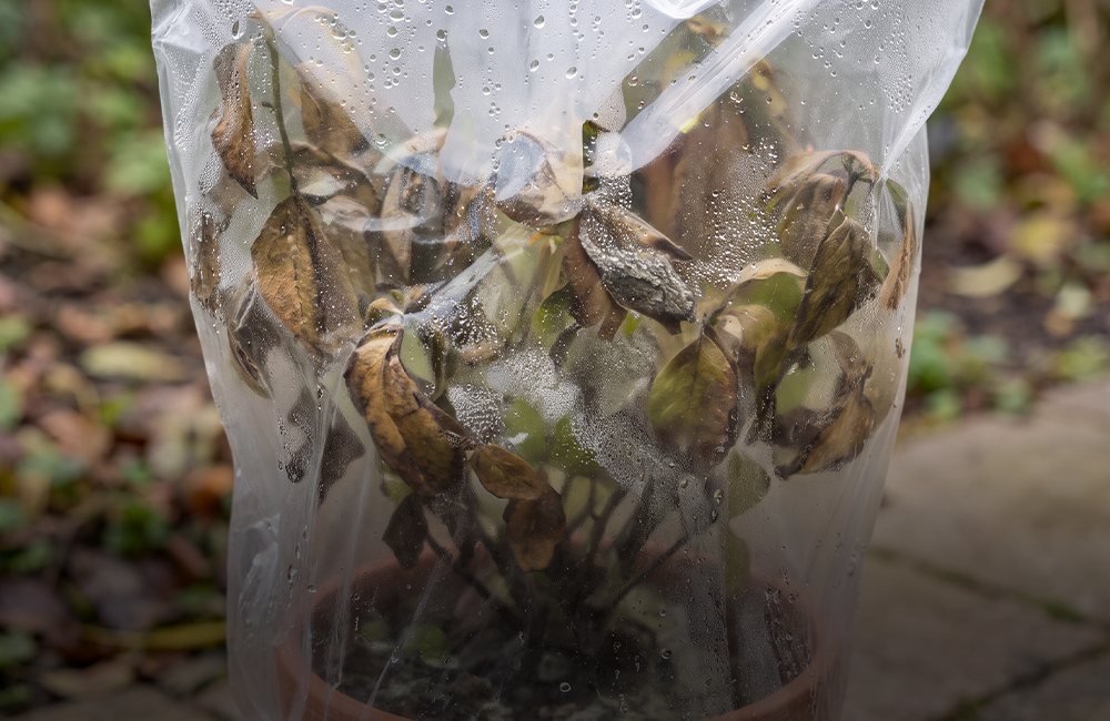 Protection des plantes contre la pluie et le gel