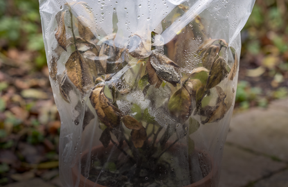 Protection des plantes contre la pluie et le gel