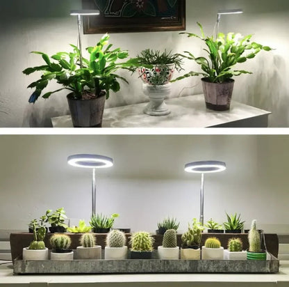 Éclairage pour plantes à spectre complet