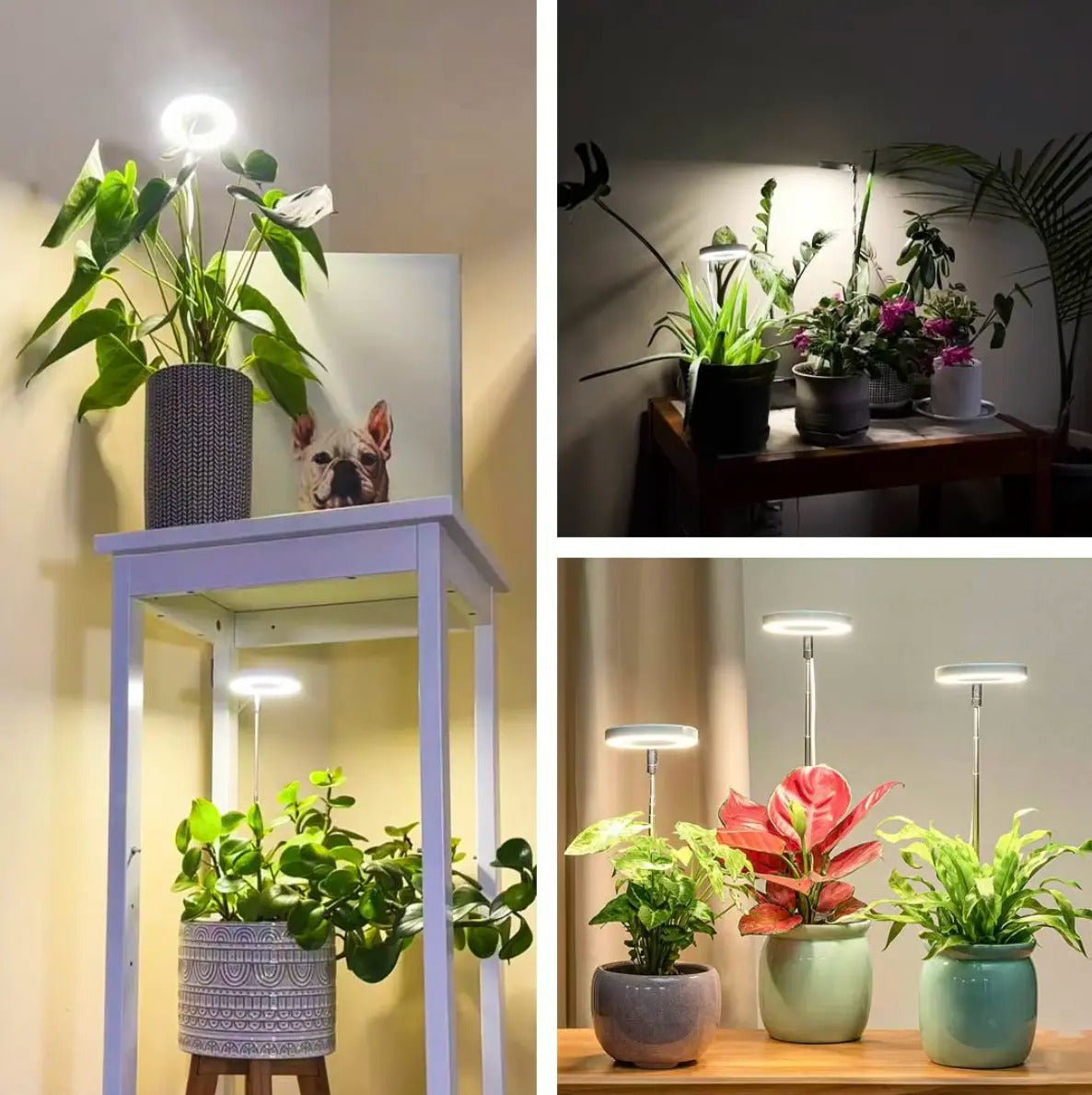 Éclairage pour plantes à spectre complet