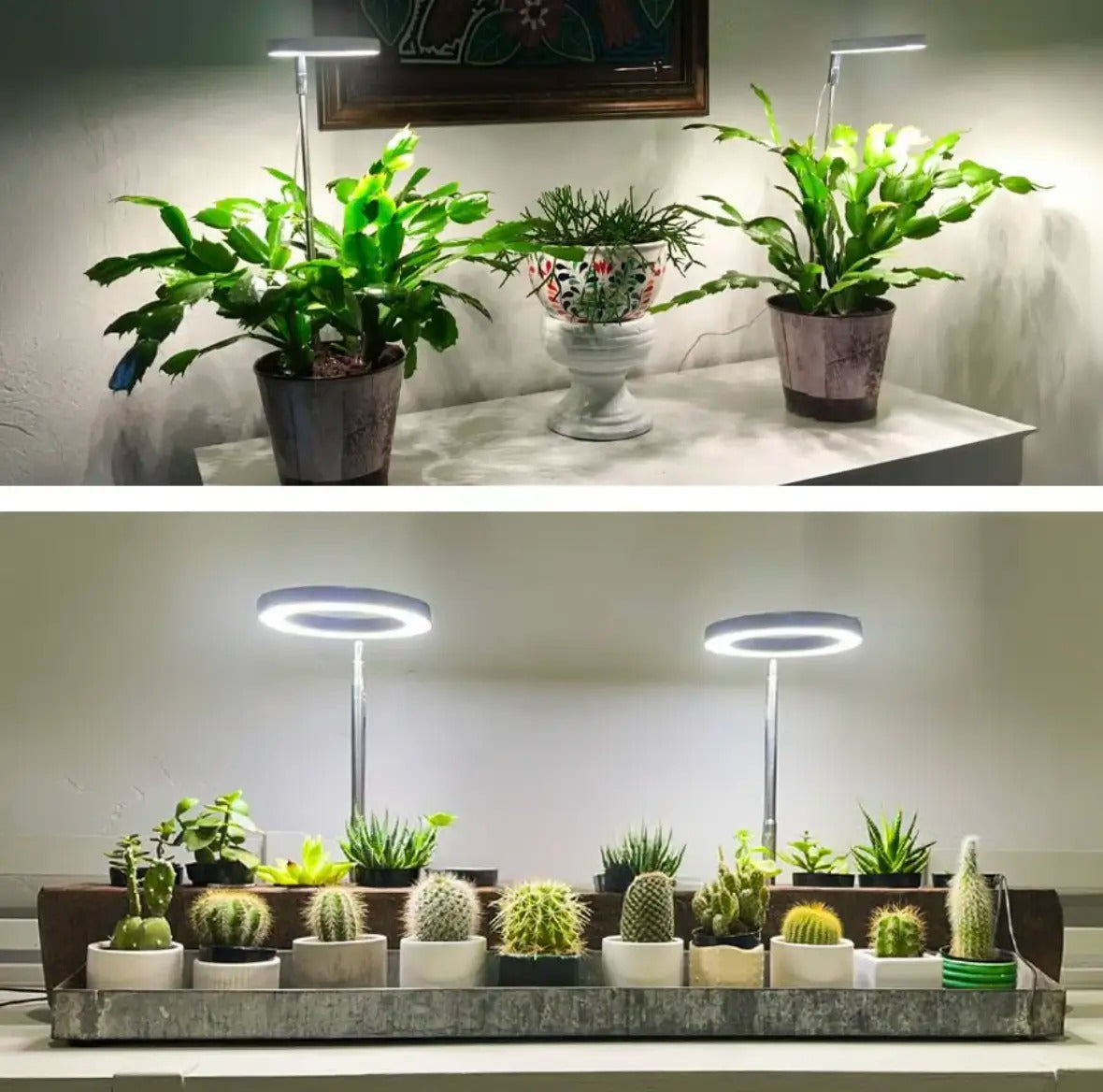 Éclairage pour plantes à spectre complet